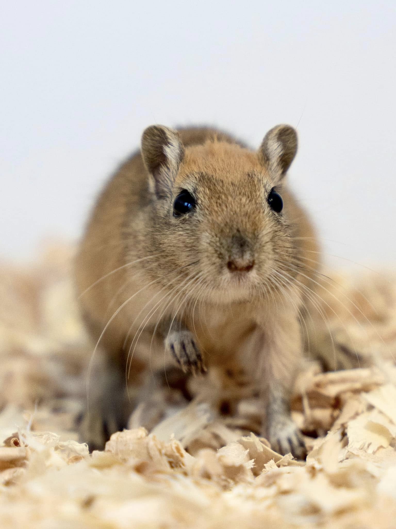 gerbil wild instinct burrowing captivity UK