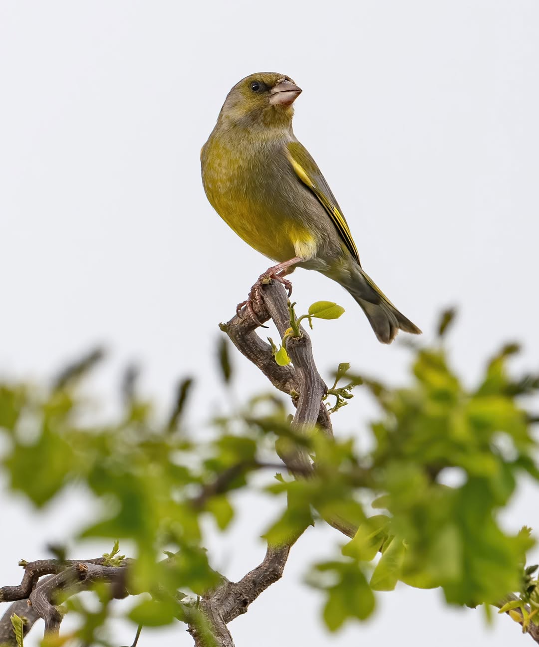 greenfinch decline UK trichomonosis 2026