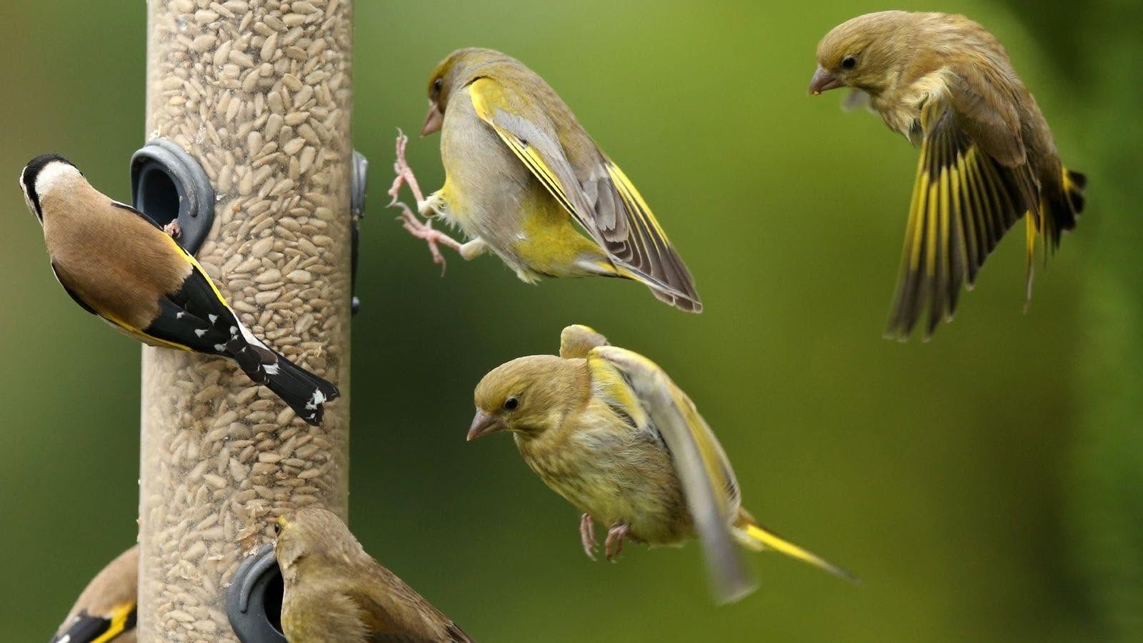greenfinch decline UK trichomonosis RSPB