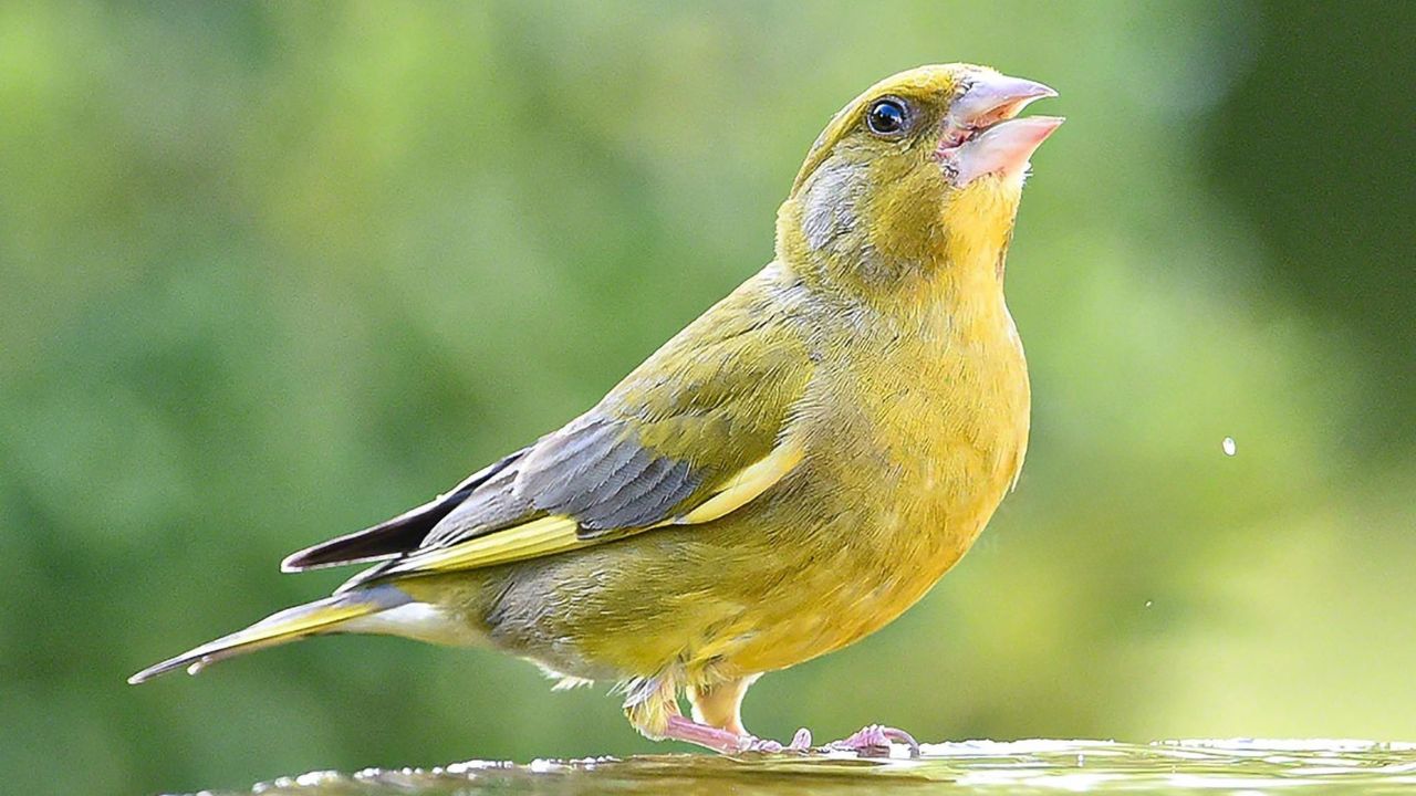 greenfinch garden bird feeder declining UK species 