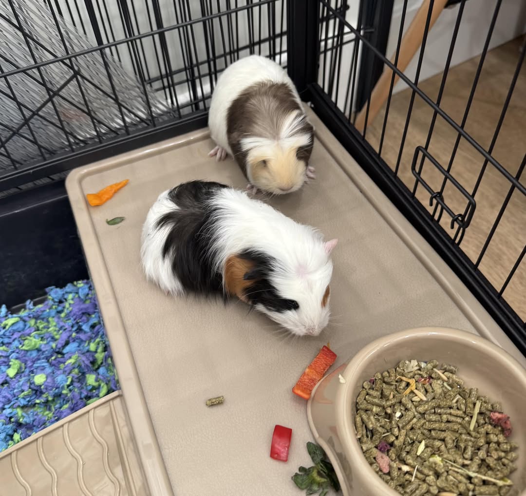 guinea pig being gently handled correctly by owner