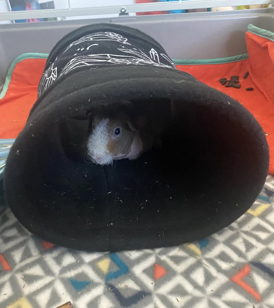 guinea pig communication behaviour UK small animal