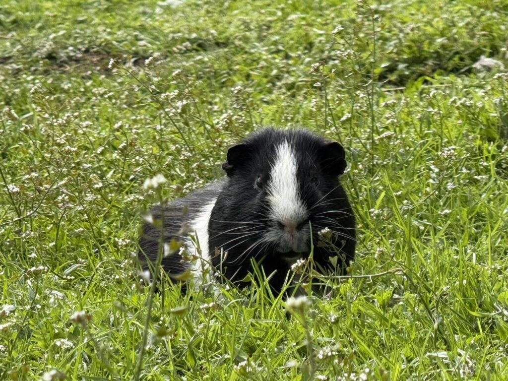 guinea pig correct handling UK building trust