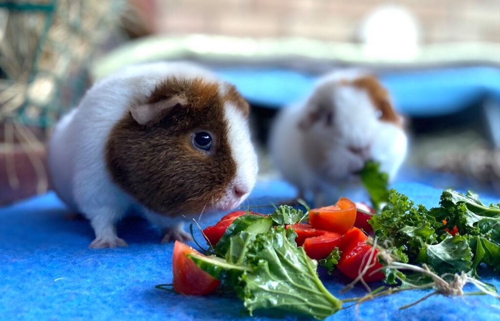 guinea pig eating fresh vegetables happily UK