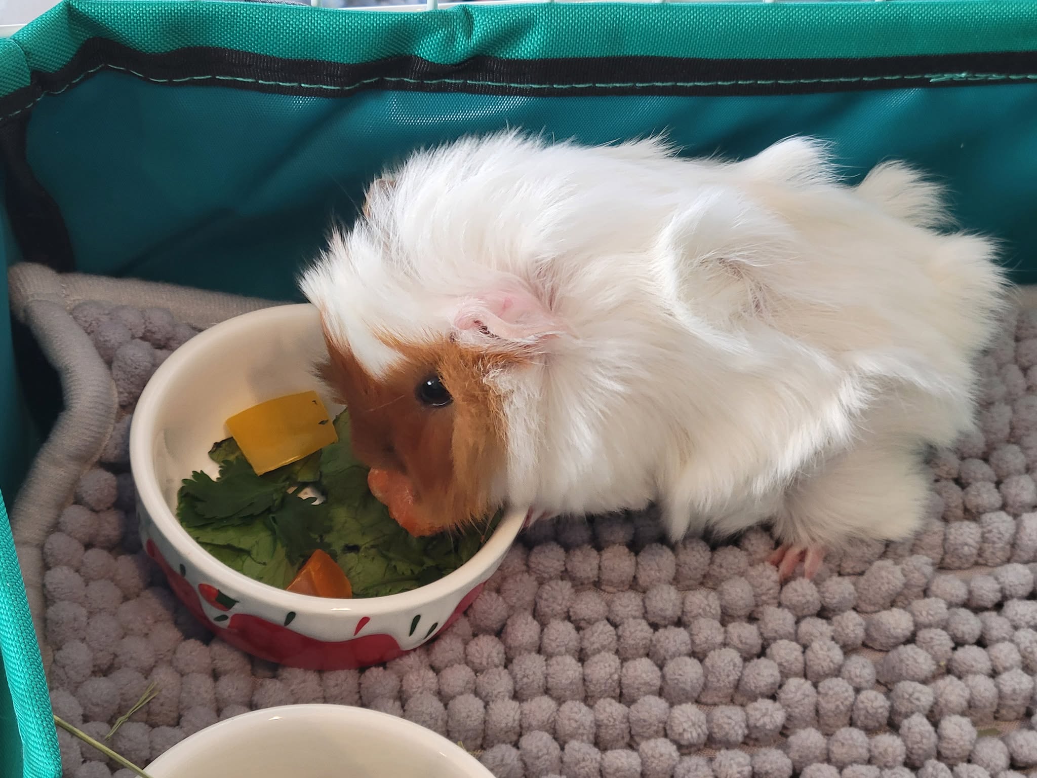 guinea pig eating red bell pepper vitamin C source