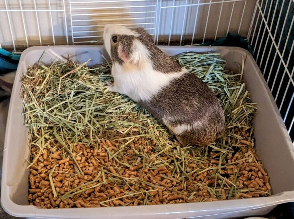 guinea pig enclosure size UK hiding behaviour adequate space