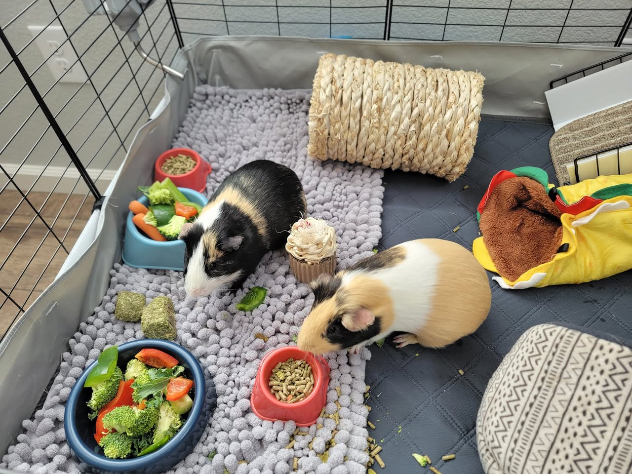 guinea pig entering new enclosure from travel box 