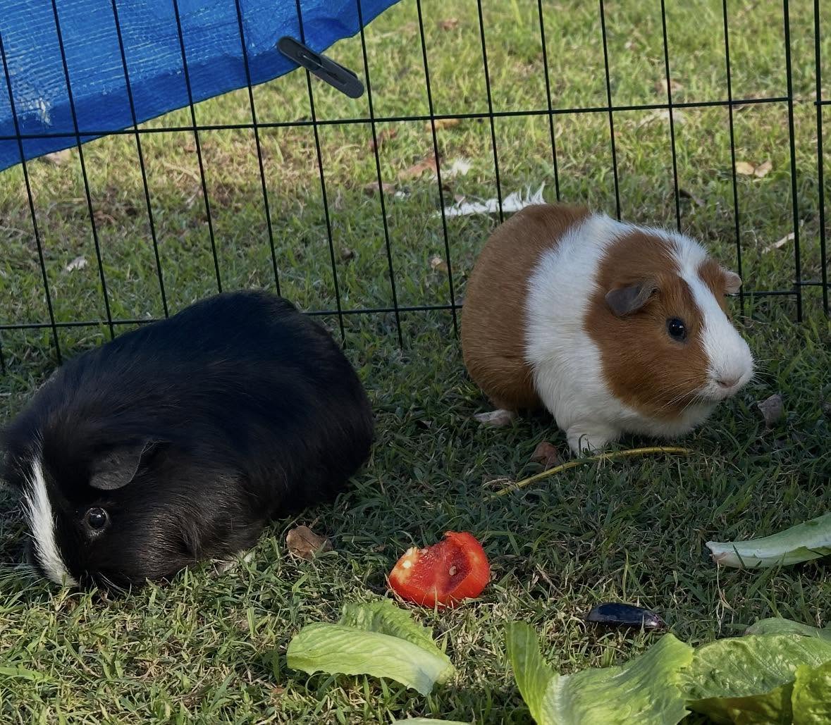 guinea pig fresh vegetables vitamin C bell pepper leafy greens