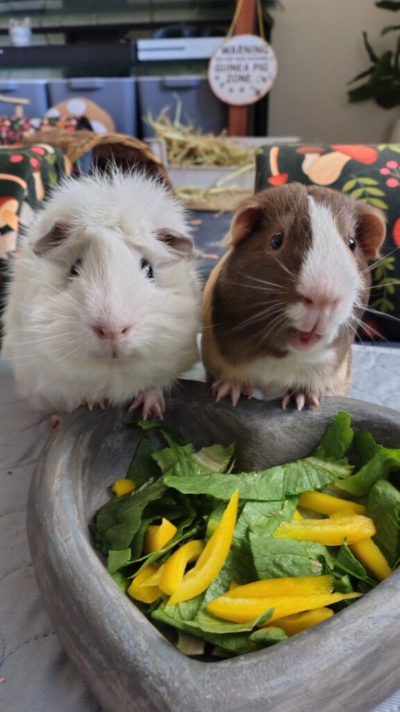 guinea pig hiding all time UK why it happens