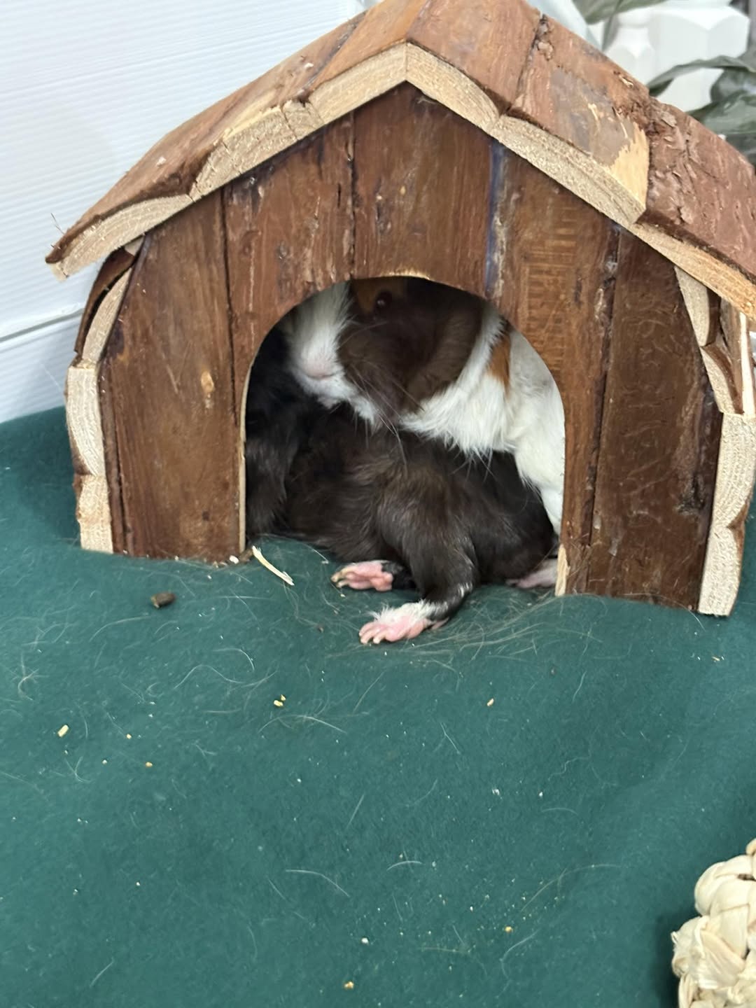 guinea pig hiding inside hide house new home settling 