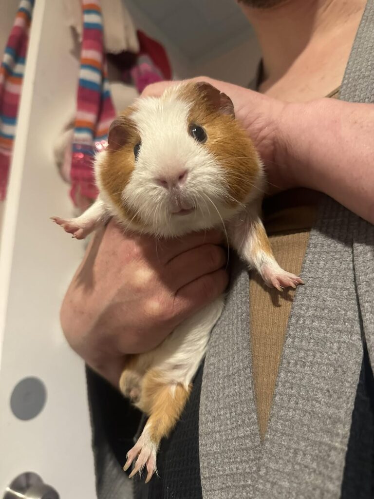 guinea pig introduction pairing neutral territory UK