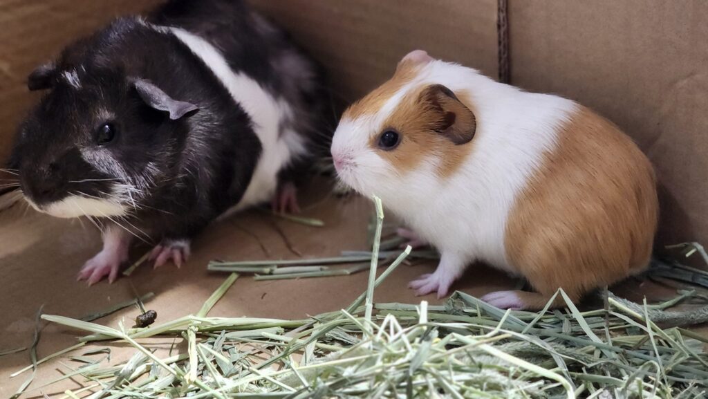 guinea pig mutual grooming bonded pair UK