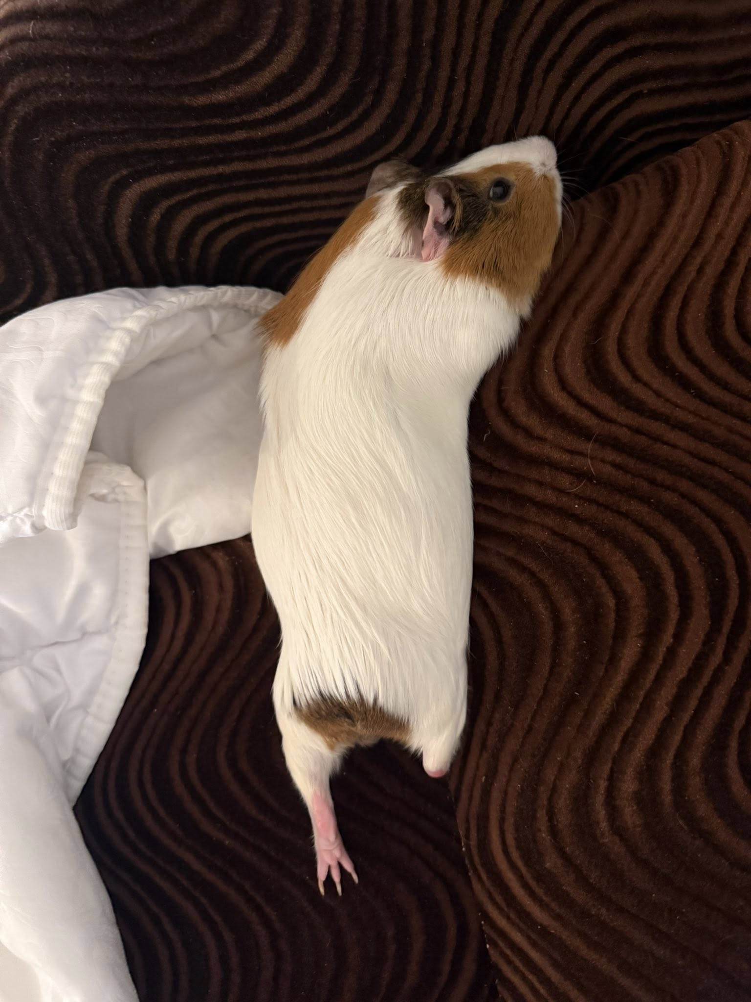 guinea pig pellets vitamin C degradation not enough