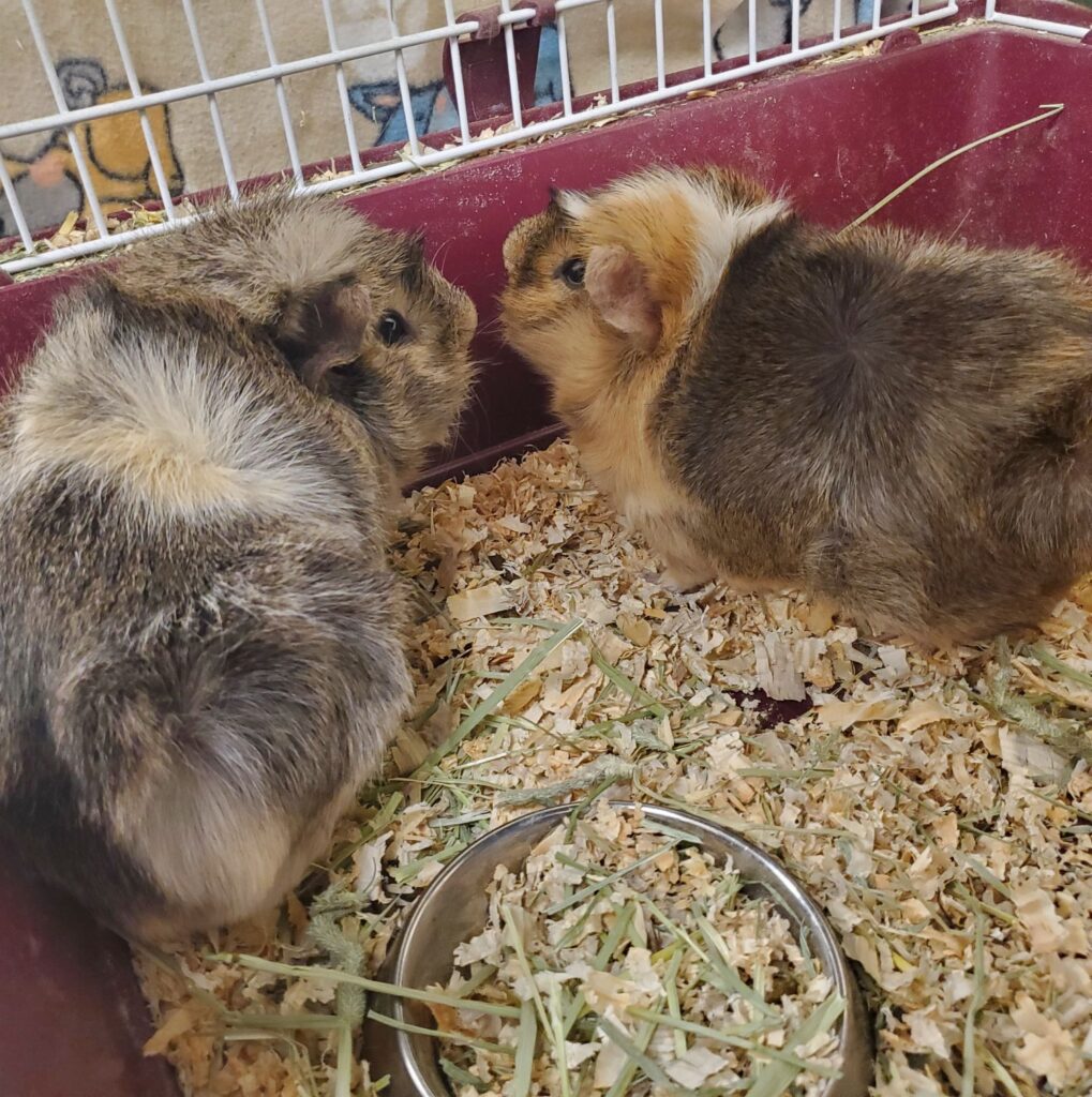 guinea pig popcorning happy sign UK