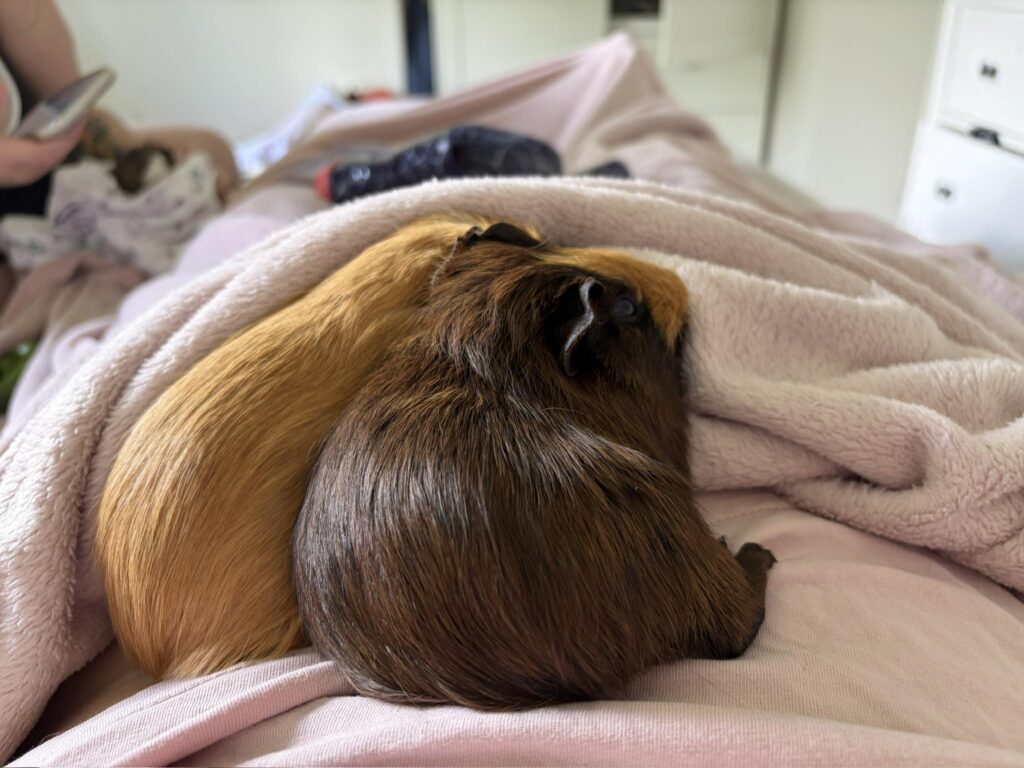 guinea pig relaxed exploratory movement UK happy