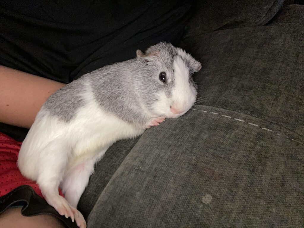 guinea pig relaxed stretched out posture UK happy