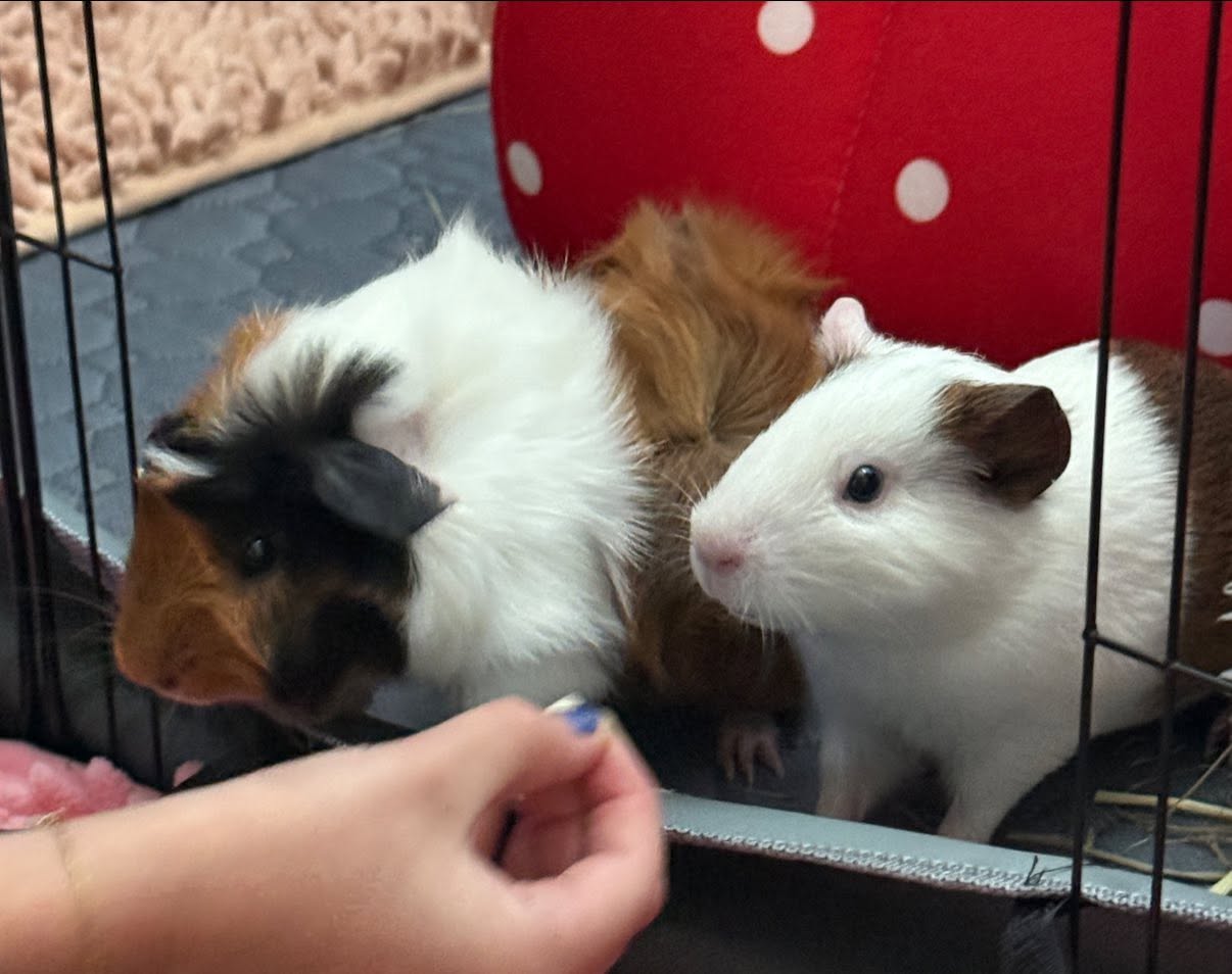 guinea pig rumblestrutting showing dominance display