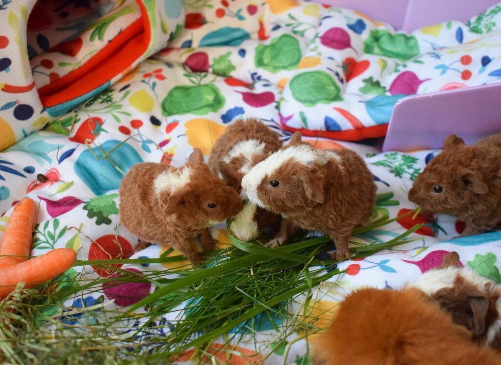 guinea pig social behaviour herd species UK