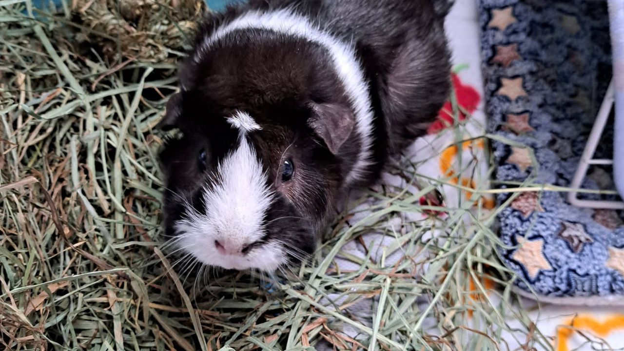 guinea pig sounds what they mean