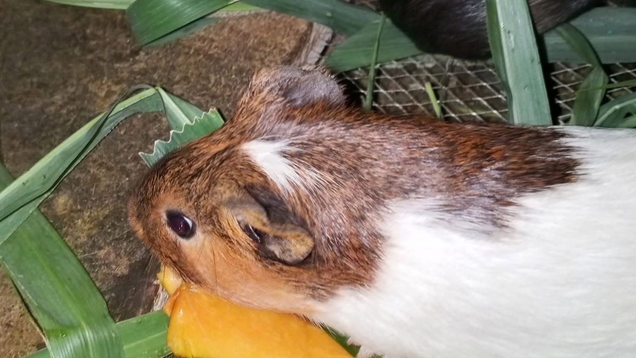 guinea pig vitamin C deficiency stiff posture signs