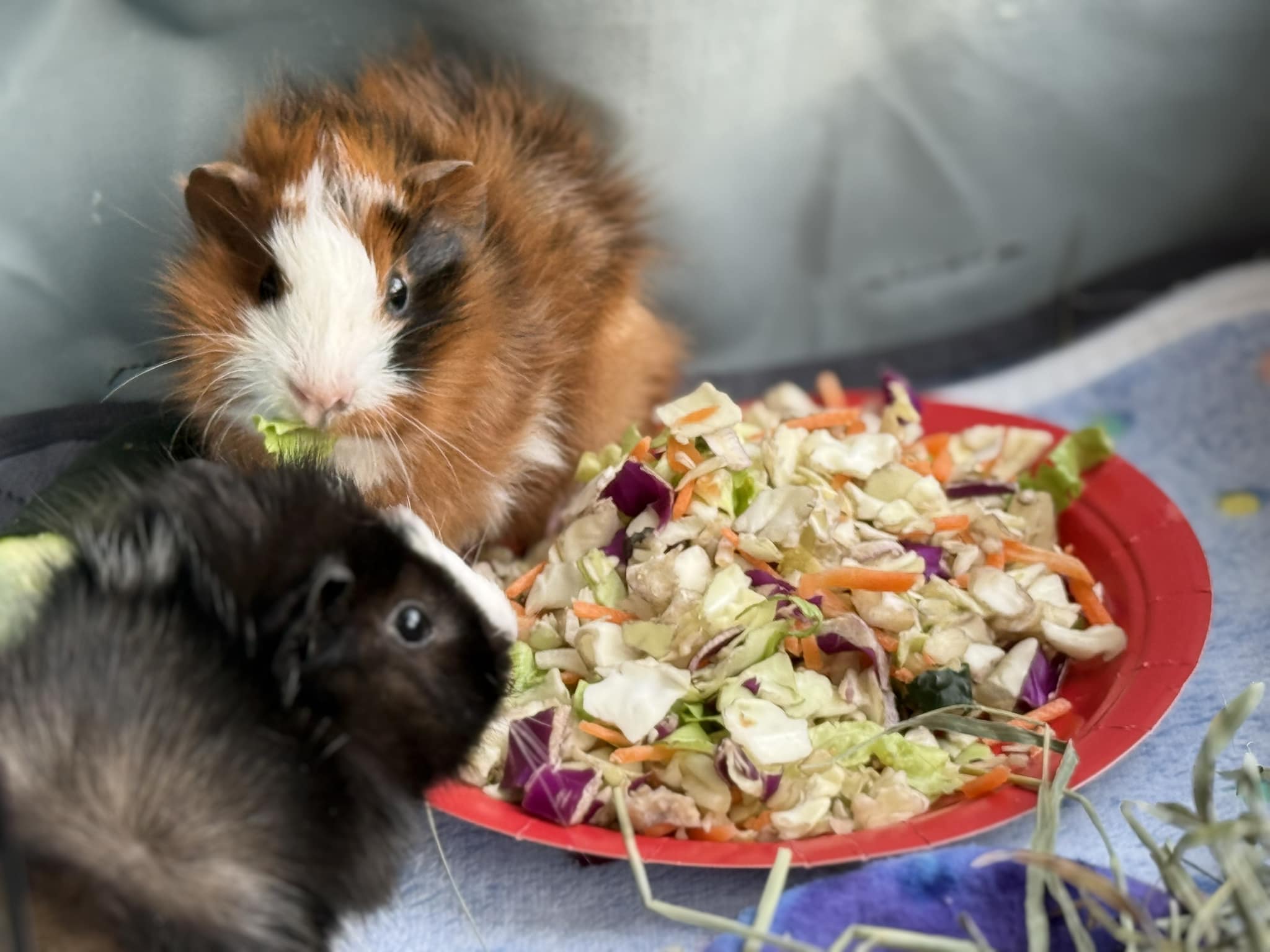 guinea pig vitamin C fresh vegetables UK diet