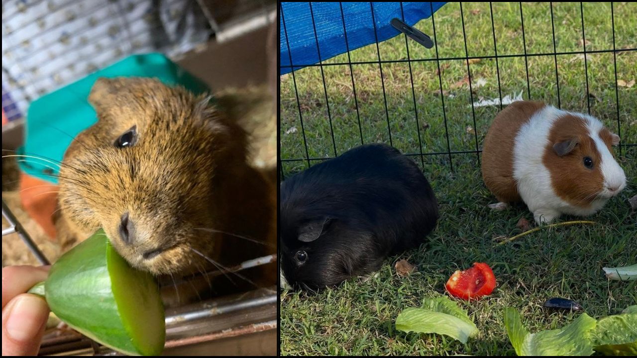 guinea pig vitamin C fresh vegetables daily diet