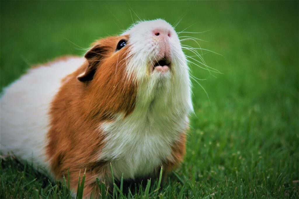 guinea pig wheeking sounds happy UK.