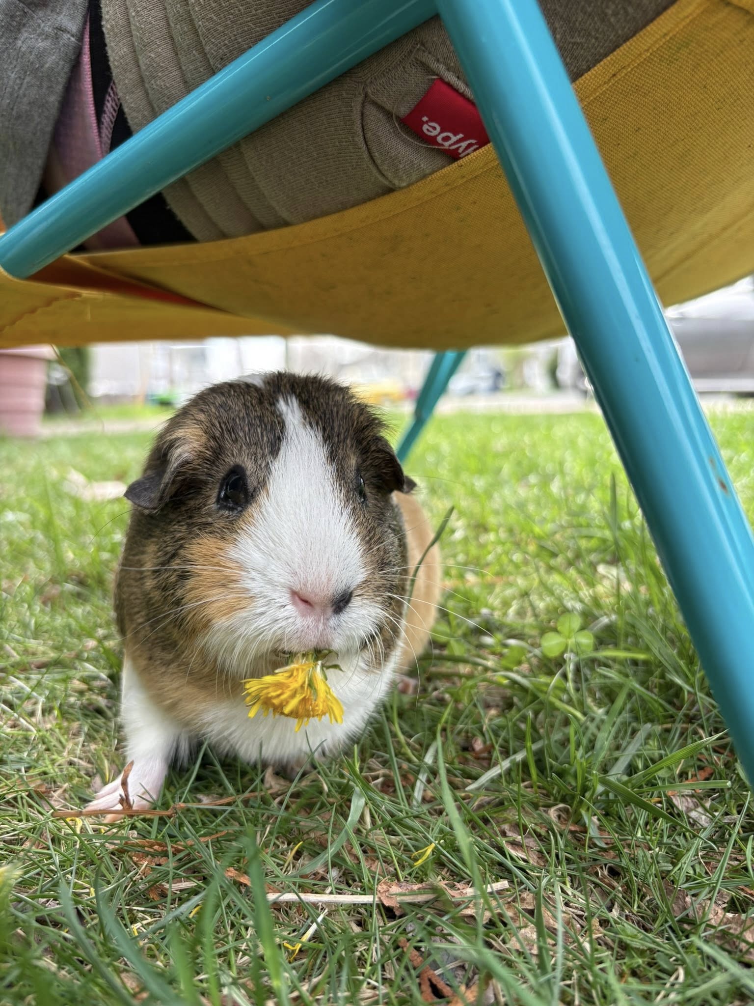 guinea pig wheeking with alert open mouth expression