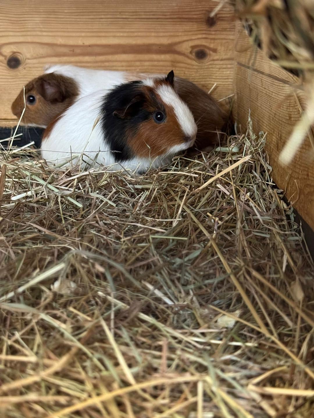 guinea pigs paradise pets swindon UK