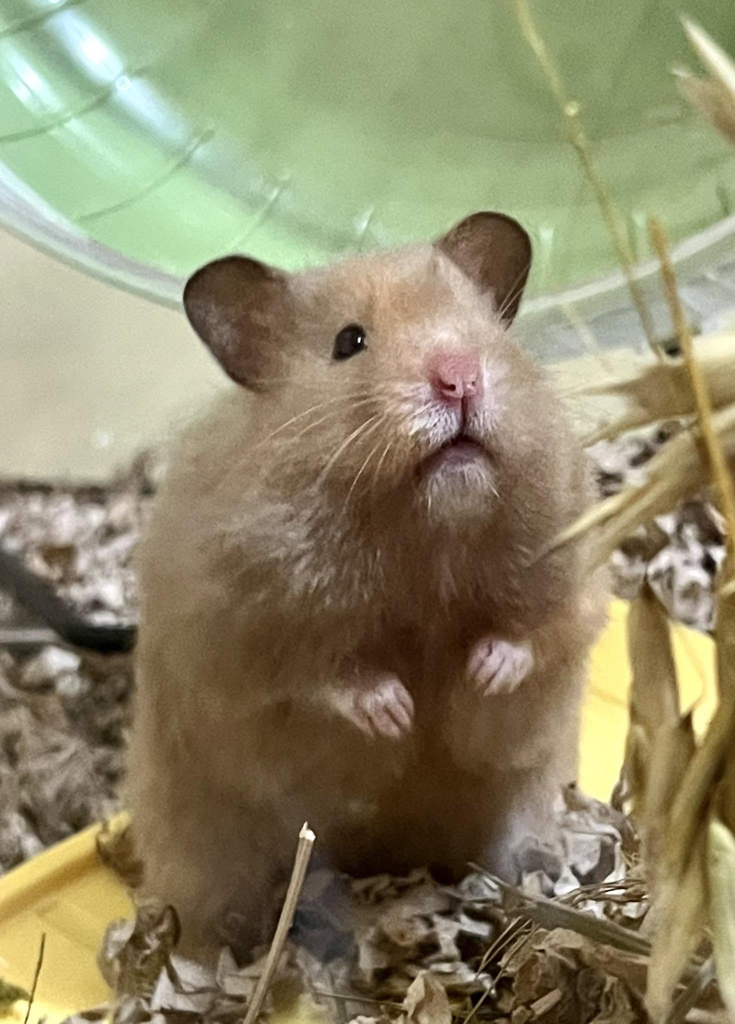hamster being handled discomfort squeak signal