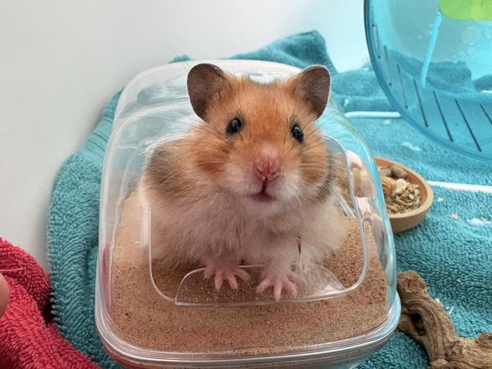 hamster burrowing behaviour UK natural instinct