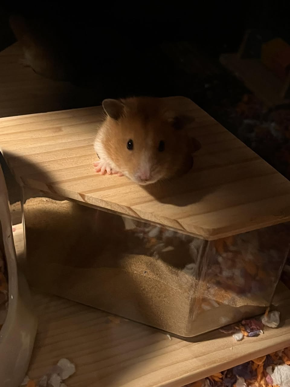 hamster cage setup UK bedroom wheel noise solutions