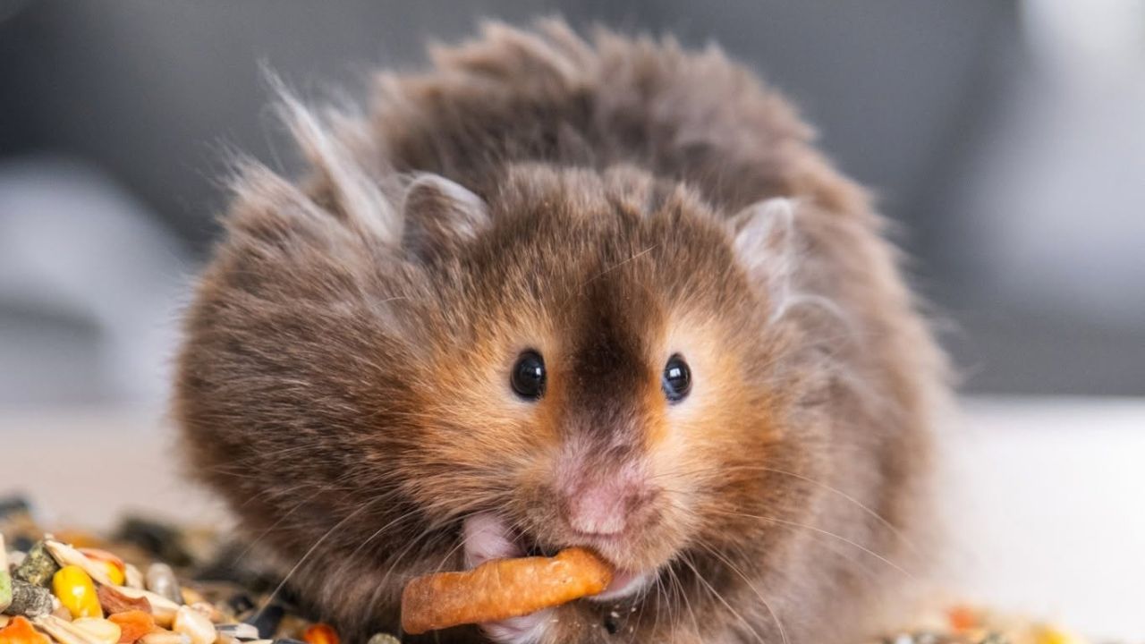 hamster cheek pouches paradise pets swindon