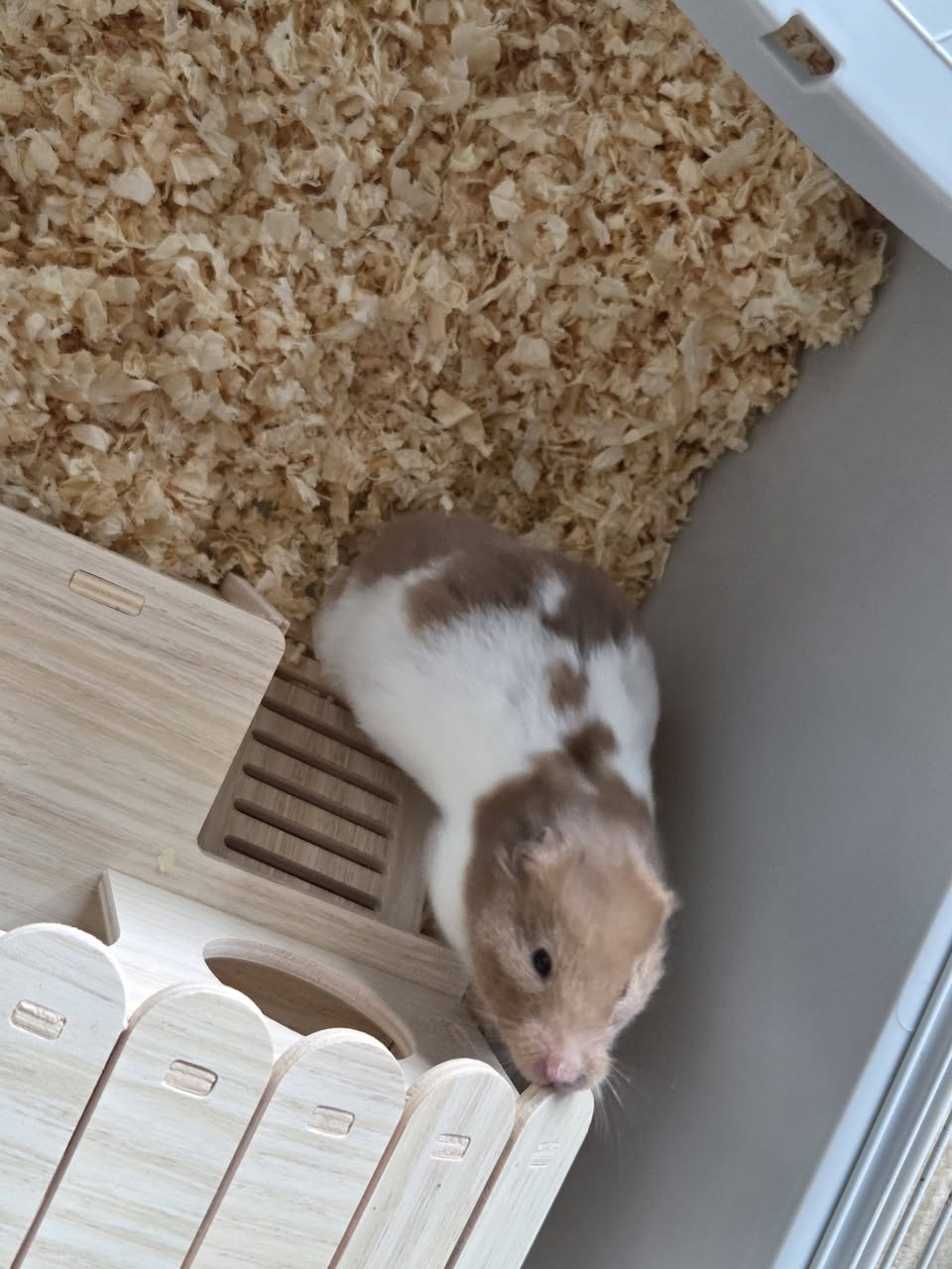 hamster cheek swelling concern signs uk