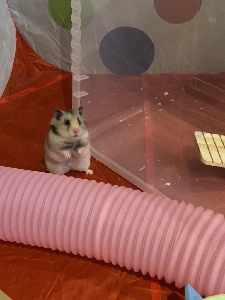 hamster compulsive wheel running UK vet sign