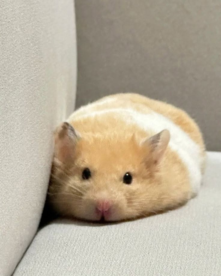 hamster curled sleeping ball UK 