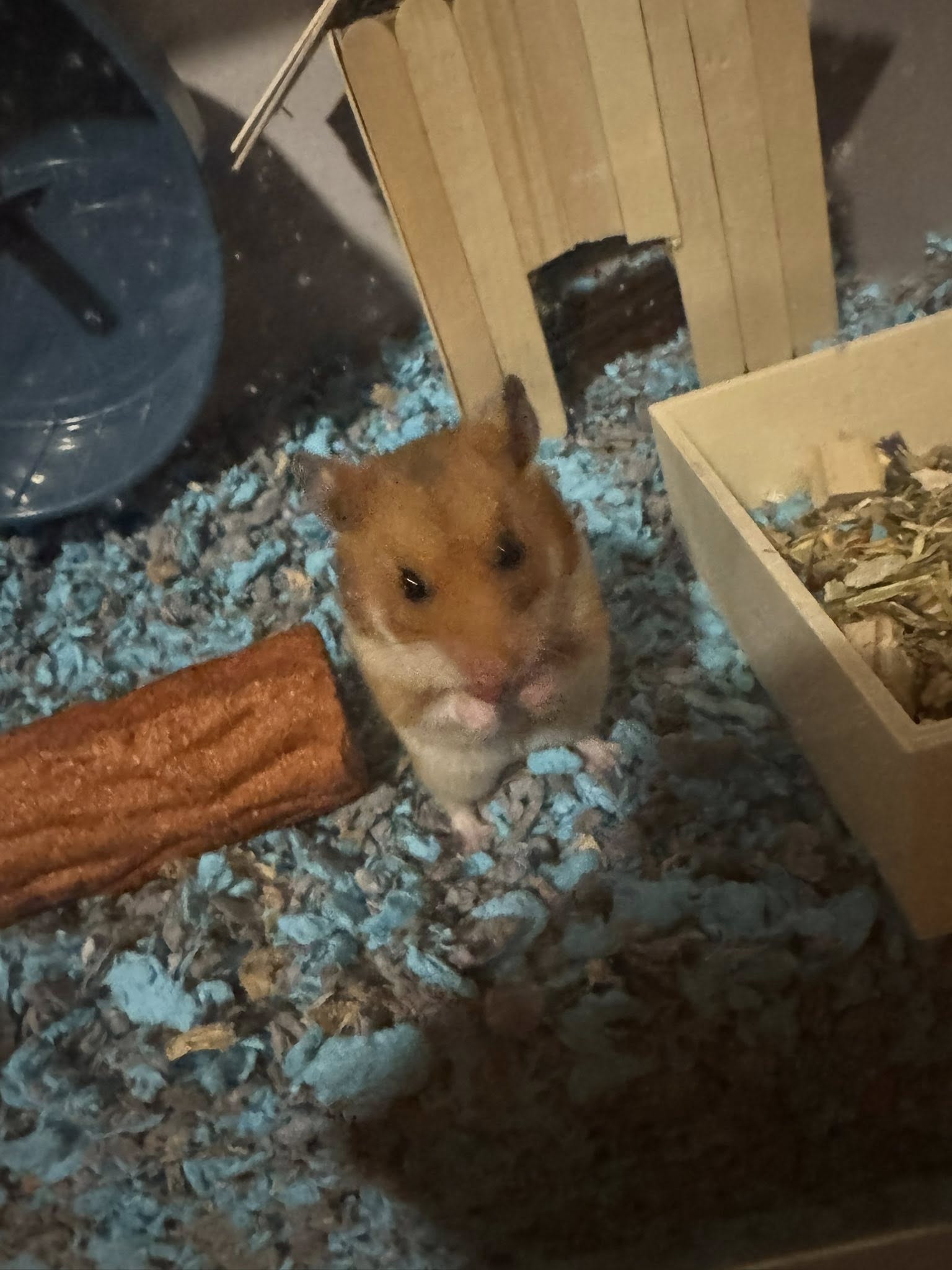 hamster deep bedding cage setup UK proper burrow