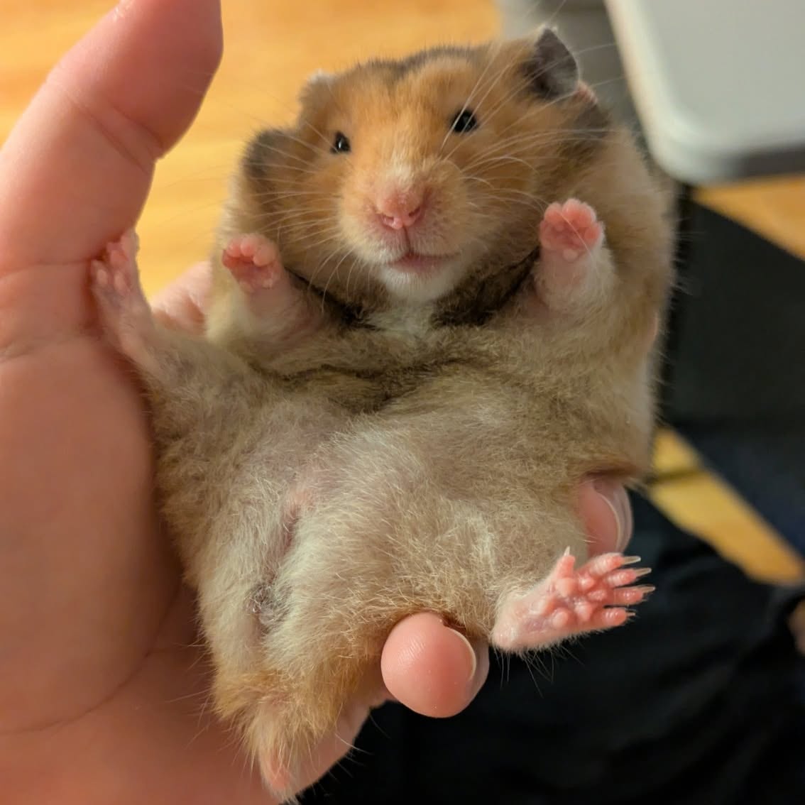 hamster defensive posture hissing warning sign