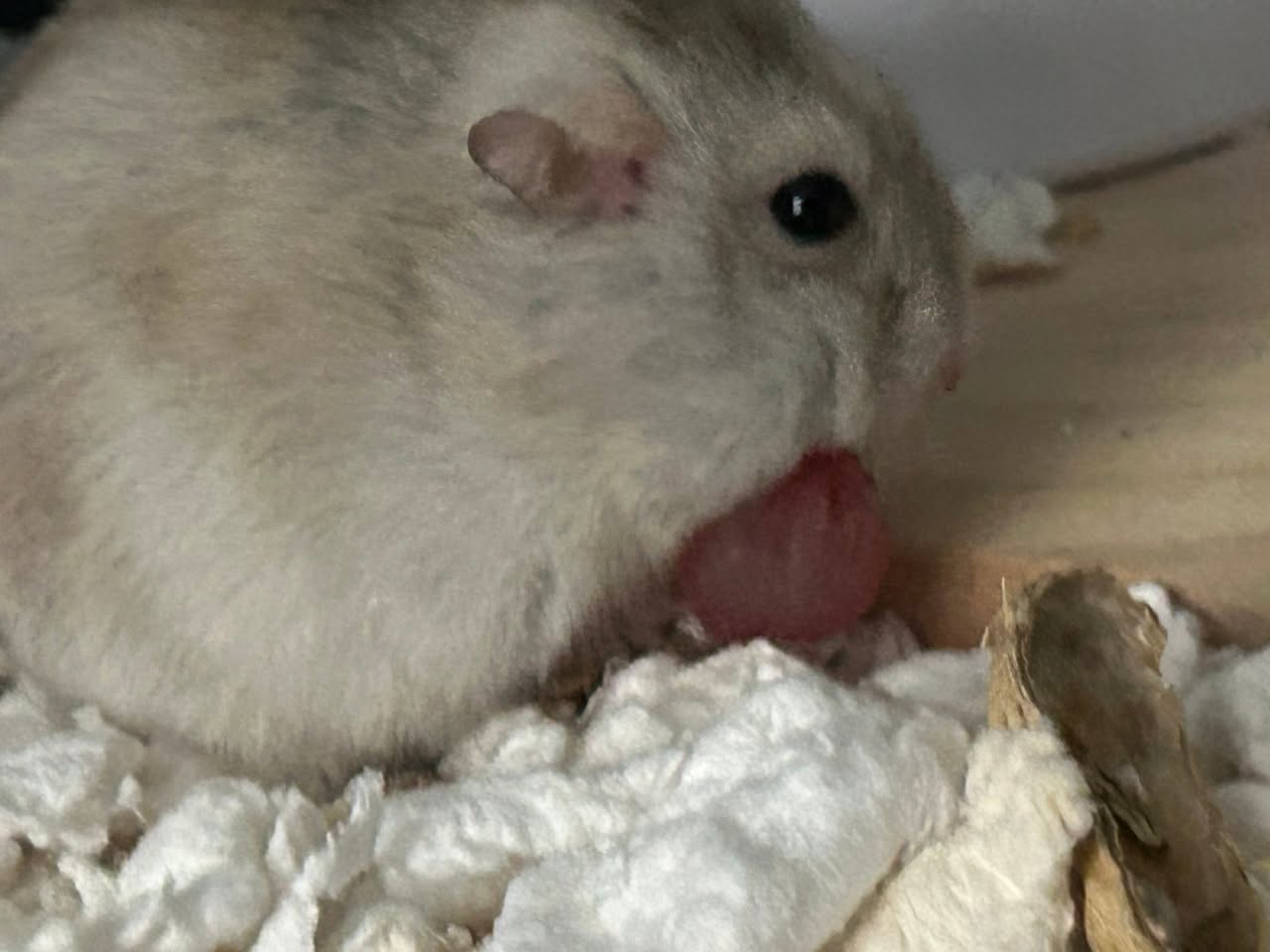 hamster emptying cheek pouches cache uk