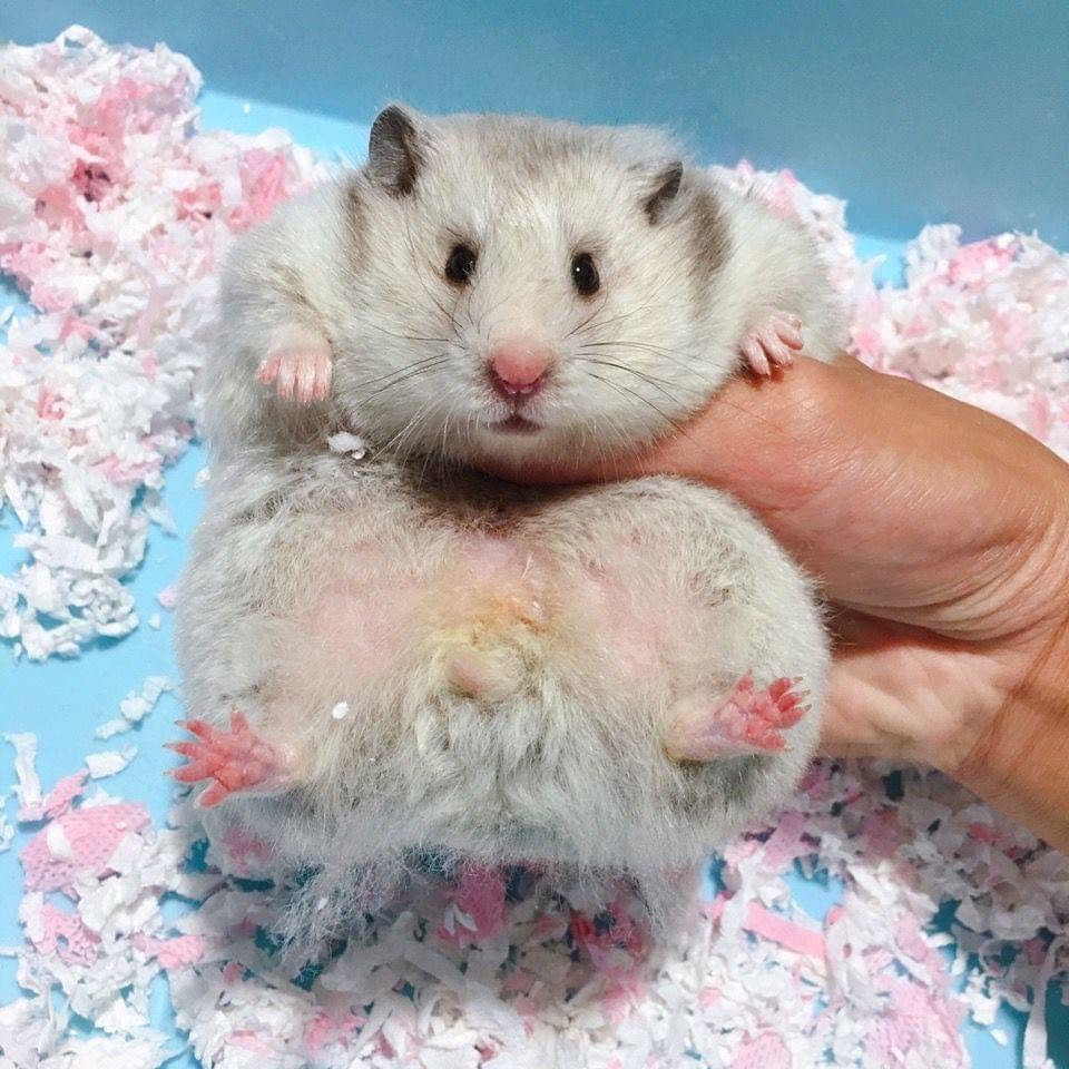 hamster exploring foraging UK curiosity wellbeing