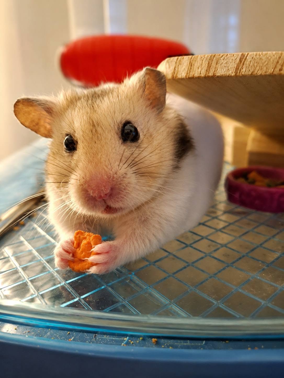 hamster food cache check spoiled u