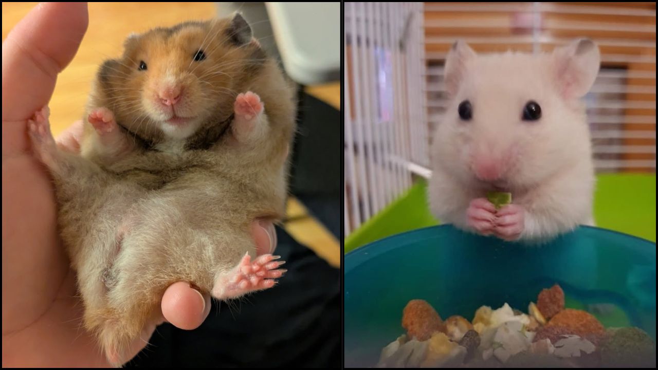 hamster making noise sound meaning