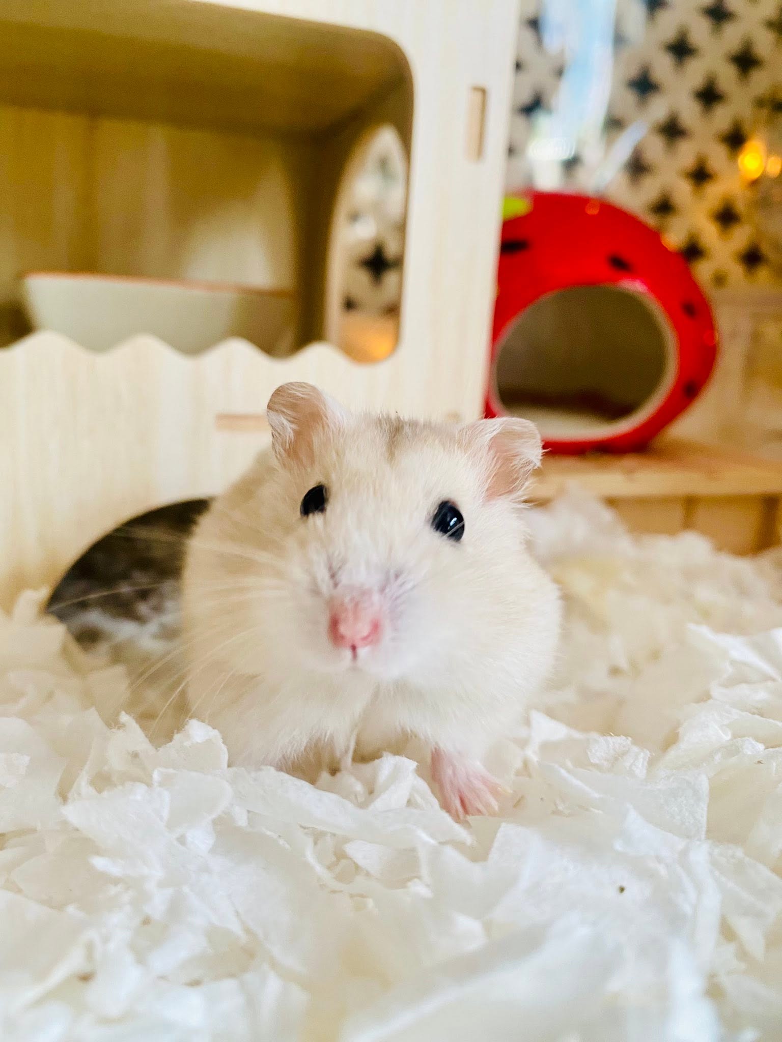 hamster owner bond UK daily observation
