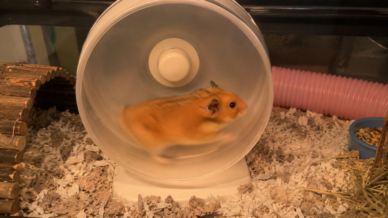 hamster running wheel all night UK paradise pets