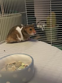 hamster settling into new home UK 