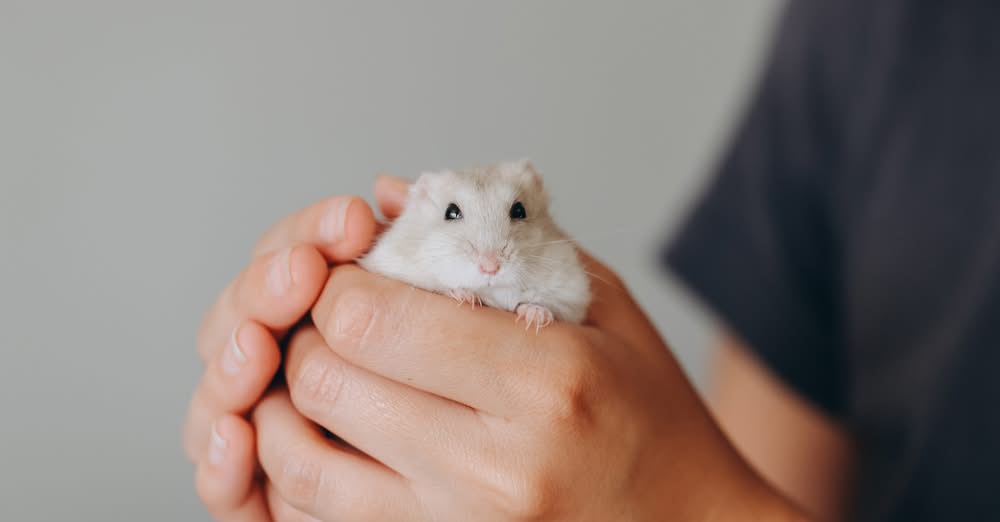 hamster showing illness signs respiratory infection UK
