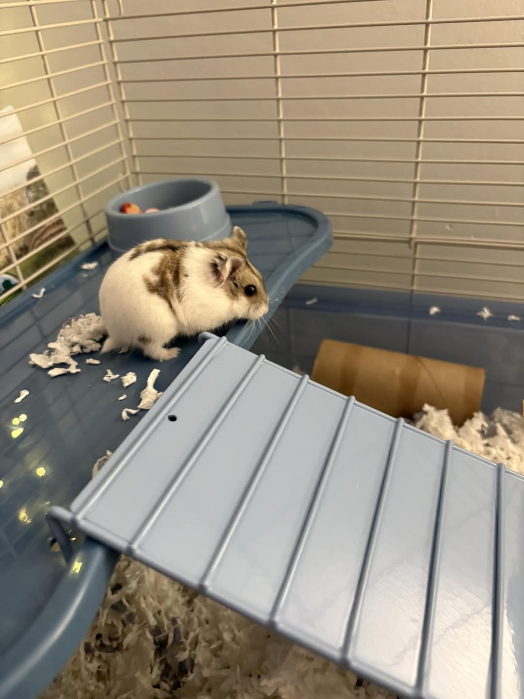hamster silent wheel UK correct size setup