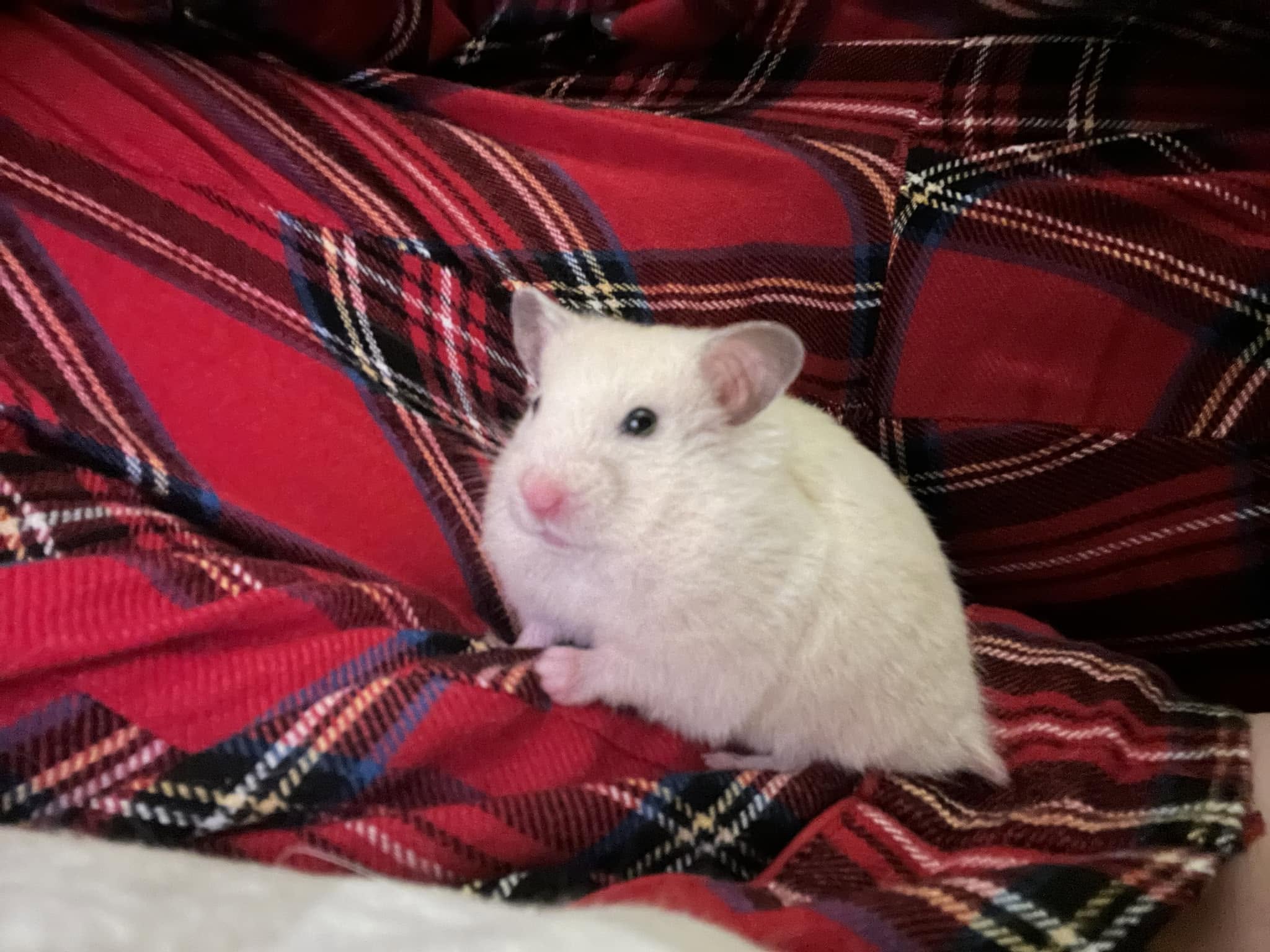 hamster sleeping outside nest cage UK 