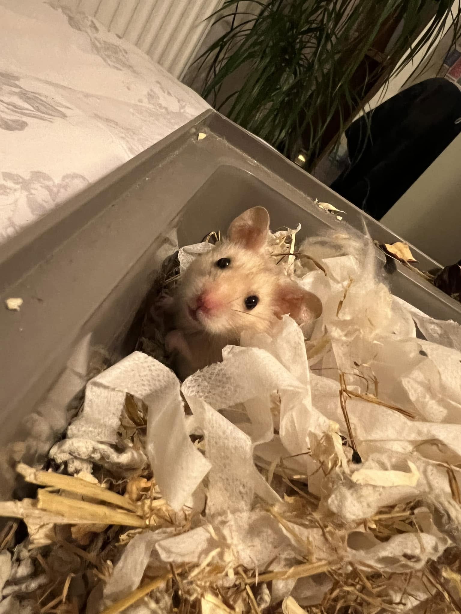 hamster stress bar chewing UK inadequate bedding