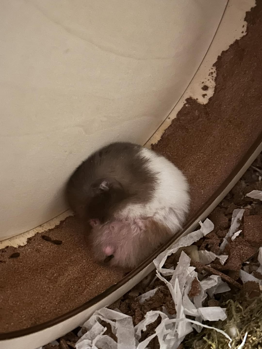 hamster stress running wheel UK inadequate housing